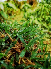 Morning nature