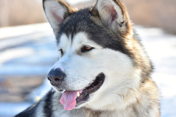 Alaskan Malamute. A dog's portrait.True friend.