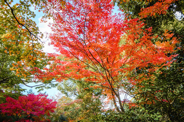 Beautiful Colorful Autumn Leaves / green, yellow, orange, red.