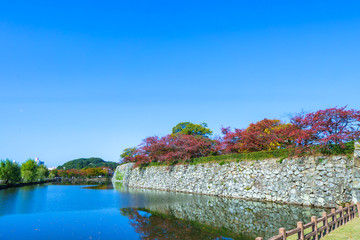 A beautiful garden view with all types of maple tree leaves with pond, reflection from water.