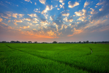 Beautiful green cornfield with fluffy clouds sky background.