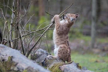 Obraz premium Puma Cub Animal