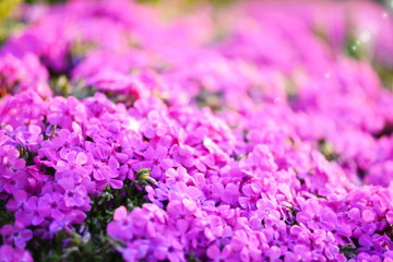 Obraz premium moss phlox, moss pink, mountain phlox in the morning