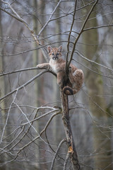 Puma Cub Animal