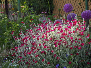 Silene coronaria syn. Lychnis coronaria - rose campion, dusty miller, mullein-pink, bloody William,...