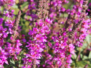 Lythrum salicaria - purple loosestrife, spiked loosestrife, purple lythrum