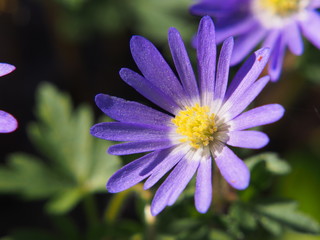 Anemone blanda 'Blue Shades' - Grecian windflower, Balkan anemone, winter windflower