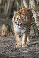 Obraz premium Tiger Animal