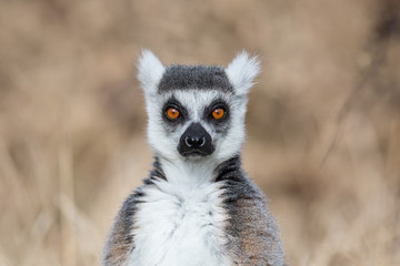 Obraz premium Lemur