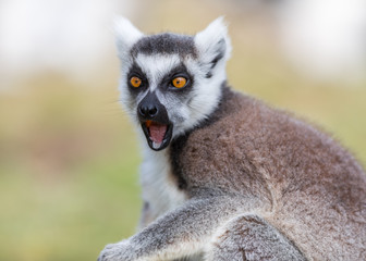 Lemur