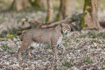 Lynx Animal