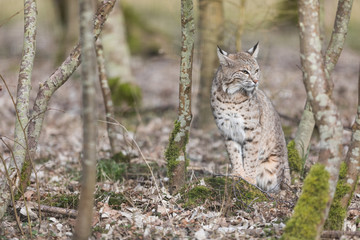 Obraz premium Lynx Animal