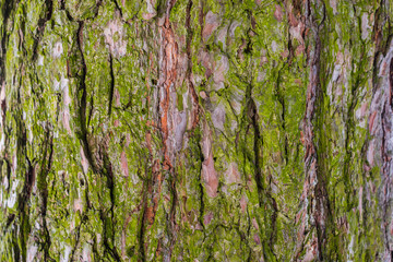 The bark of a tree covered with moss. Old wood cracked texture, closeup of grunge wooden texture...