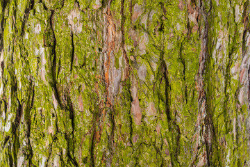 The bark of a tree covered with moss. Old wood cracked texture, 