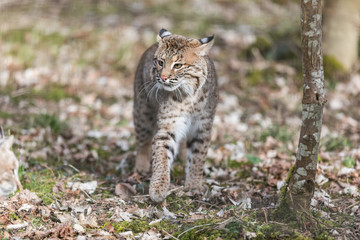 Lynx Animal