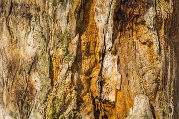 Old wood cracked texture, closeup of grunge wooden texture surface background