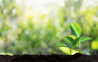 Growing Savings Coins Investment growing graph business development and eco