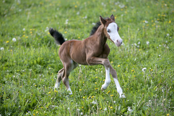 Cute Welsh Pony Foal galloping in spring meadow of fresh grass.