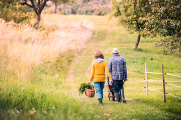 Senior couple with grandaughter gardening in the backyard garden.