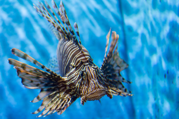 カサゴ・水中・アクアリウム・熱帯