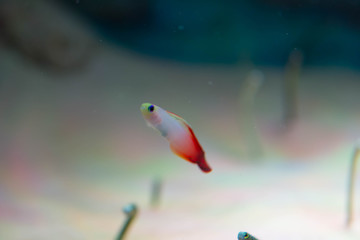アクアリウム・熱帯魚・ハタタテハゼ（Nemateleotris magnifica）・チンアナゴ