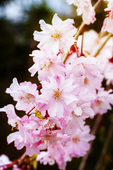 満開の桜のクローズアップ