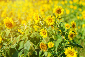 Sunflower fields background.