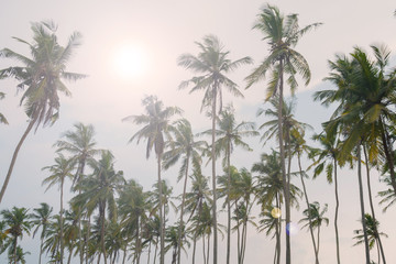 Obraz premium High palm trees against the blue sky.