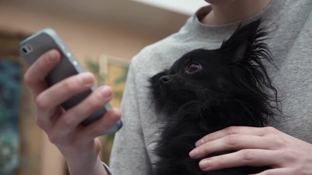 Cute small chihuahua doggy watchng video on smartphone