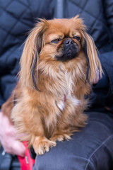 The Pekingese