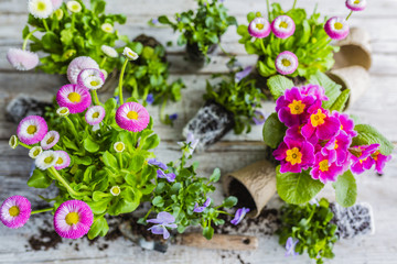 The first spring colorful flowers ready for planting. 
