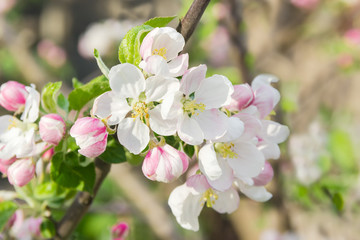 Flowering branch of apple tree on a blurred background - obrazy, fototapety, plakaty