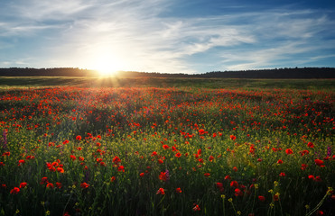 Field with red poppies, colorful flowers against the sunset sky