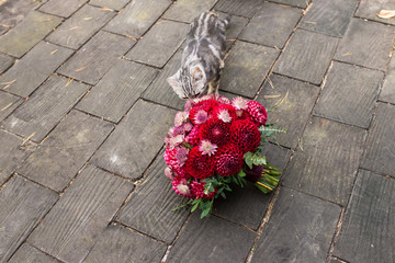 Red bridal bouquet from dahlias lies on the wooden background a stray cat sniffing it. Wedding floristic