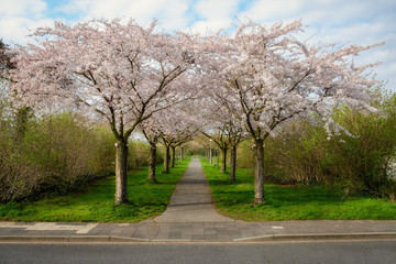 Obraz premium Allee im Frühling