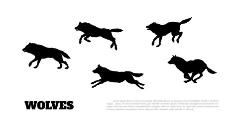 Black silhouettes of flock of wolves on a white background. .Running predators. Forest animals