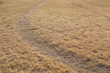 Naklejka premium cherry