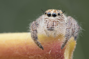 Super macro female Hyllus diardi or Jumping spider on stem