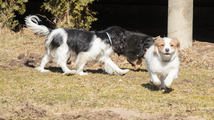 small sweet puppies palying outside and running at sunny spring day 