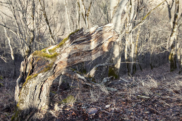 Storm damage. Broken tree in the forest