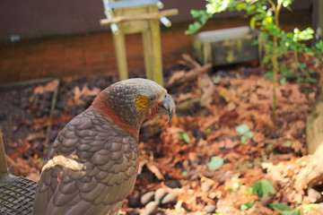 Kākā (Nestor meridionalis)