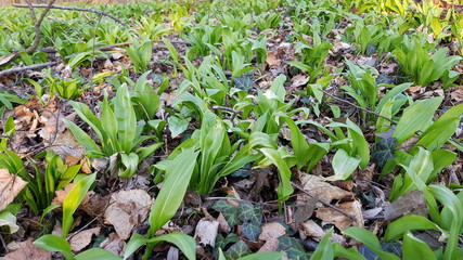 field of wild garlic bear wood