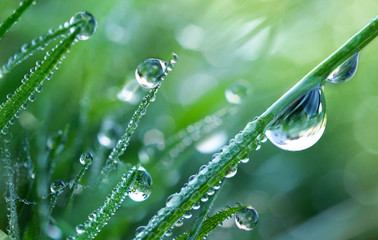 Fototapety  Piękne duże krople świeżej, przejrzystej wody na liściach trawy rano, makro. Trawa w porannej rosy wiosną lato na zielonym tle w przyrodzie.