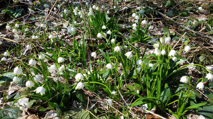 field of spring snowflakes