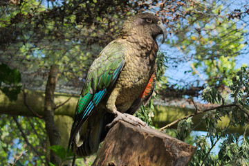 Kea (Nestor notabilis)