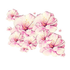 colorful sakura flower