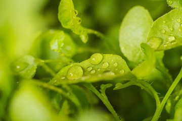 Sprouts with drops of water on the leaves. Dew drops on young green sprouts, macro.