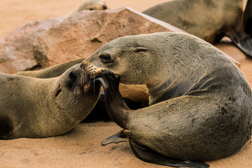 Whispering in confidence, seals on the coast of Namibia