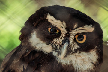 Furtive look of an owl