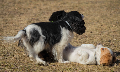 small sweet puppies palying outside at sunny spring day 